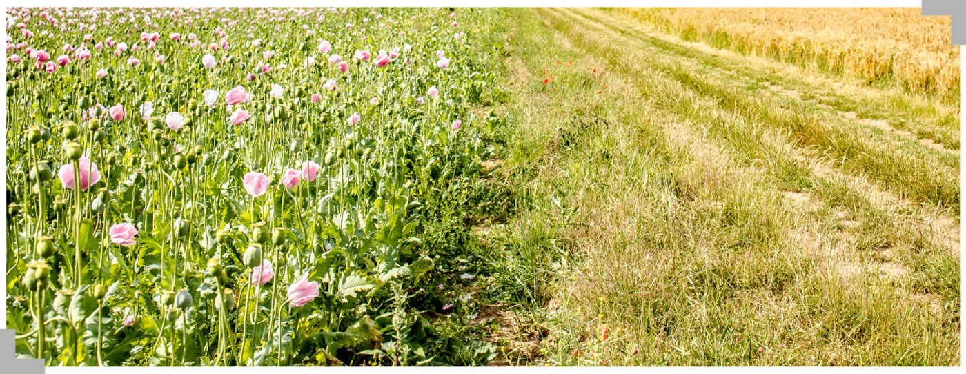 Agrii General Wildflowers