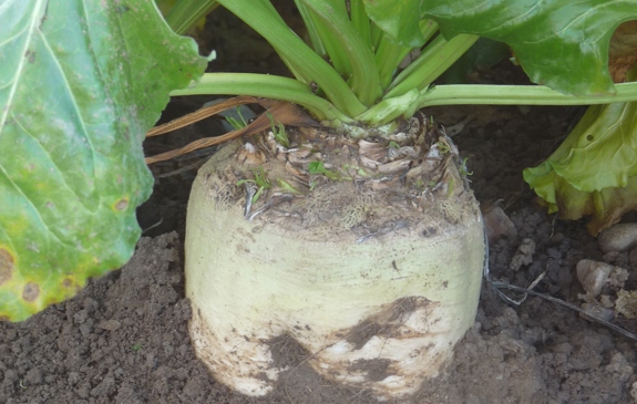Root Crops for Forage | Agrii