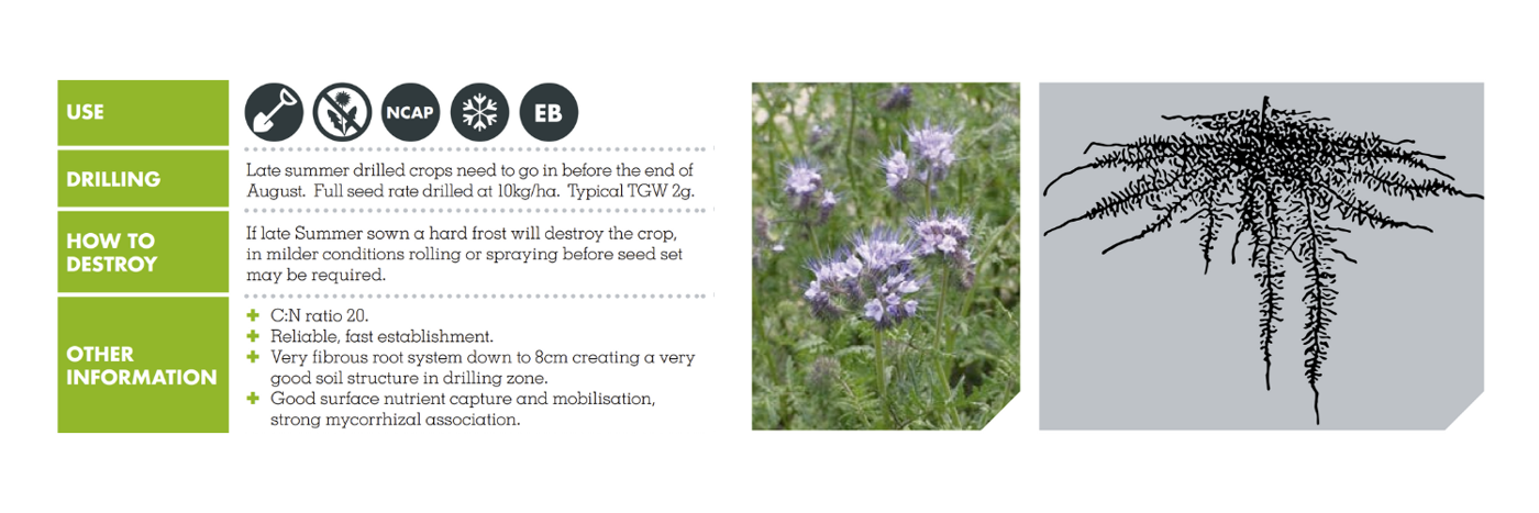 PHACELIA – STALA