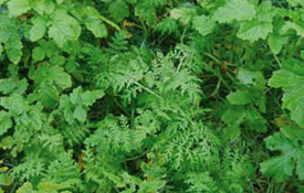 Cover crop mixture