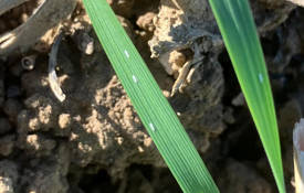 Gout Fly Eggs C Neil Harper 1024X576