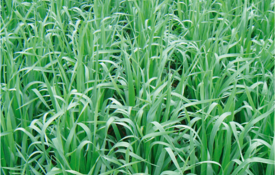 Cadence Altesse Black Oats