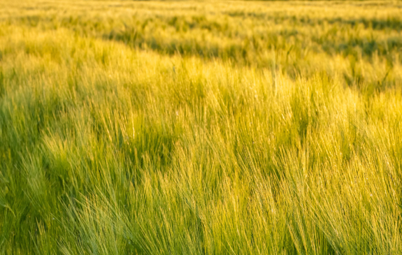 Spring Barley | Agrii