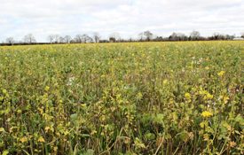 A Simple Cover Mix Ahead Of Field Vegetables At Salford Lodge 