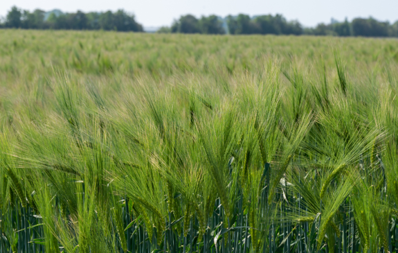 Spring Barley | Agrii