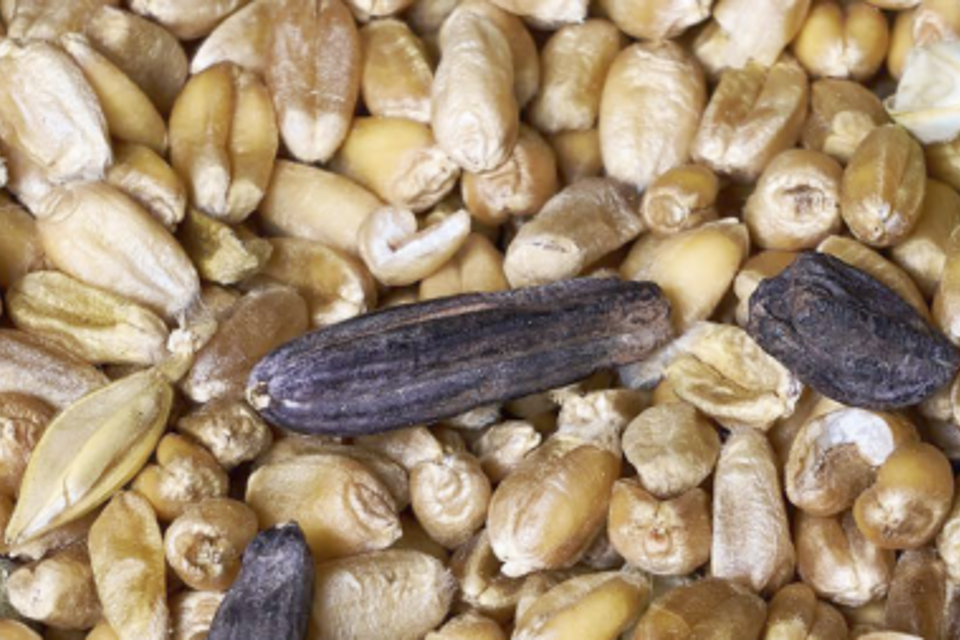 Ergot Ergot Explained | Agrii