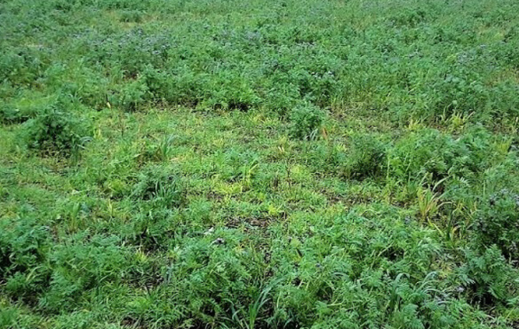 Agrii Cover Crops