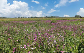 Covercrops Genericcovercrop1 2048X1365