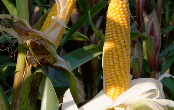 Maize: A Proven Spring Crop Option for UK Farmers | Agrii
