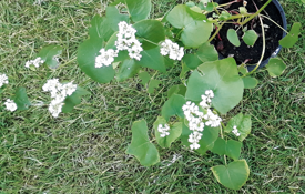 Buckwheat