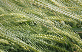 Skyway crop