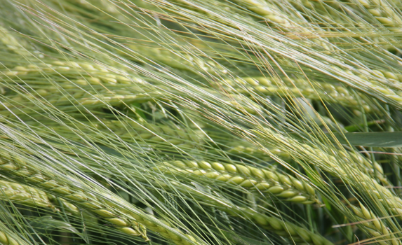 Skyway crop