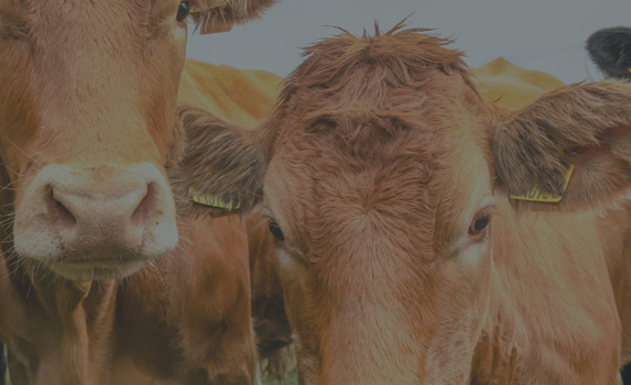 Agrii CTA Cows