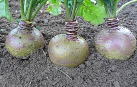 Root Crops for Forage | Agrii