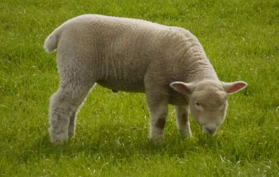 Lamb eating grass