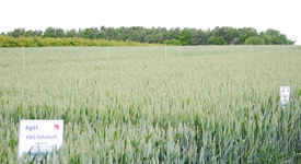 Agrii Ifarm Longhirst