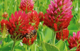 Crimson Clover