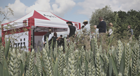 Agrii gazebo in field of wheat at an ifarm event