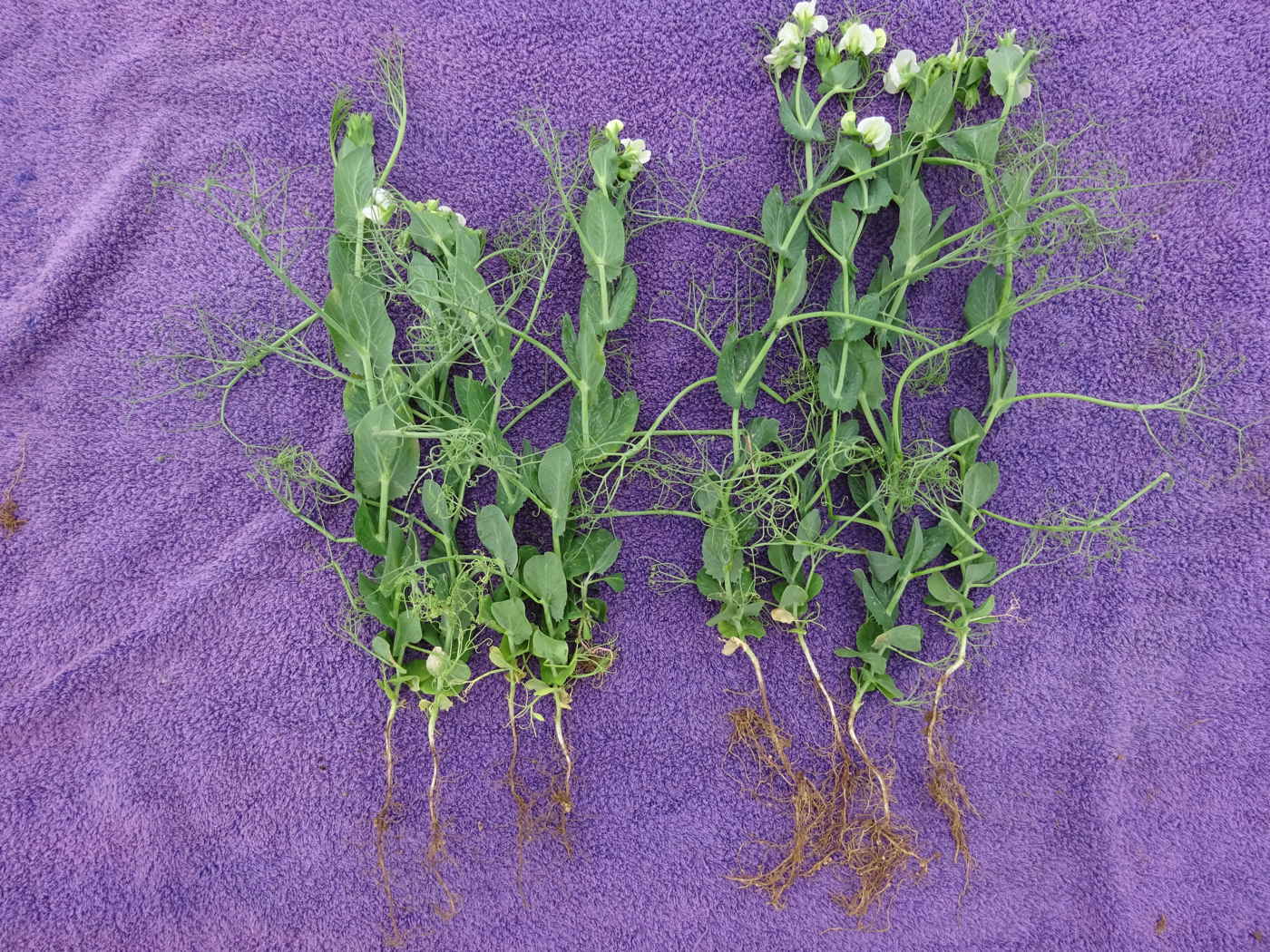 Image showing benefit of agrii-start pulses on crops