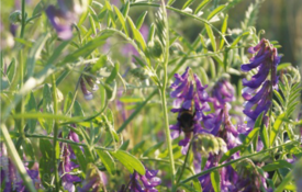 Purple Spring Vetch