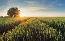 WHEAT CROP SUNSET