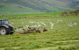 Grass cutting