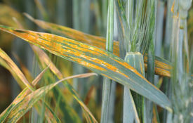 Yellow Rust C KWS 1024X577