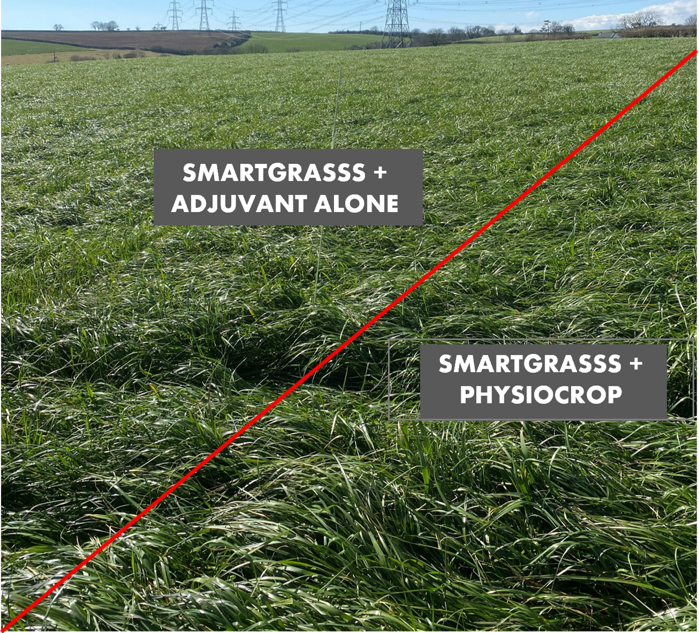 Smartgrass Physiocrop Ludchurch