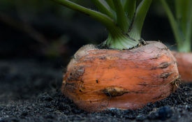 Agrii Vegetables