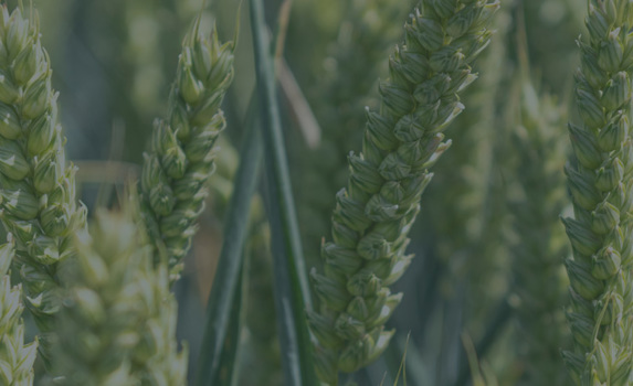 Agrii CTA Cereals Springwheat Spring Wheat