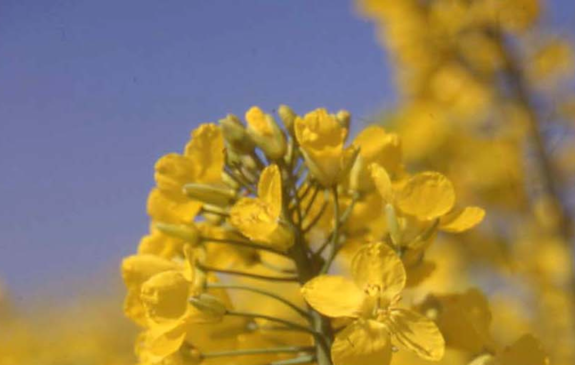 Close up Oilseed Flowering 