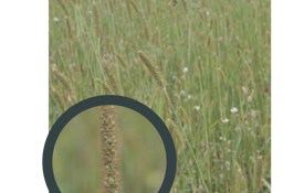 Bristle Grass
