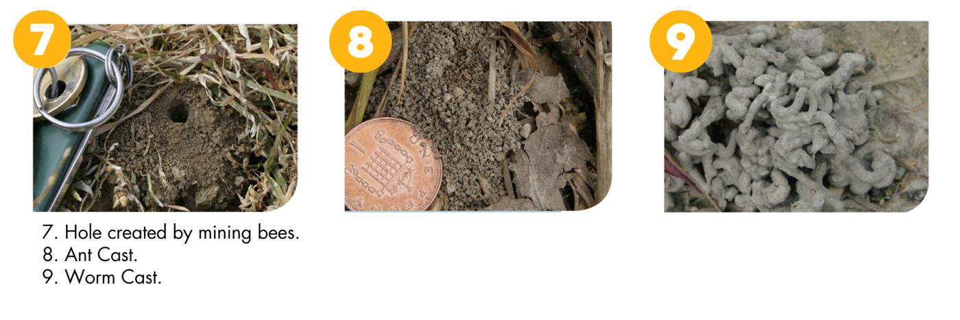Ant And Worms