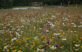 Tree And Shrub Growth Pattern wildflower