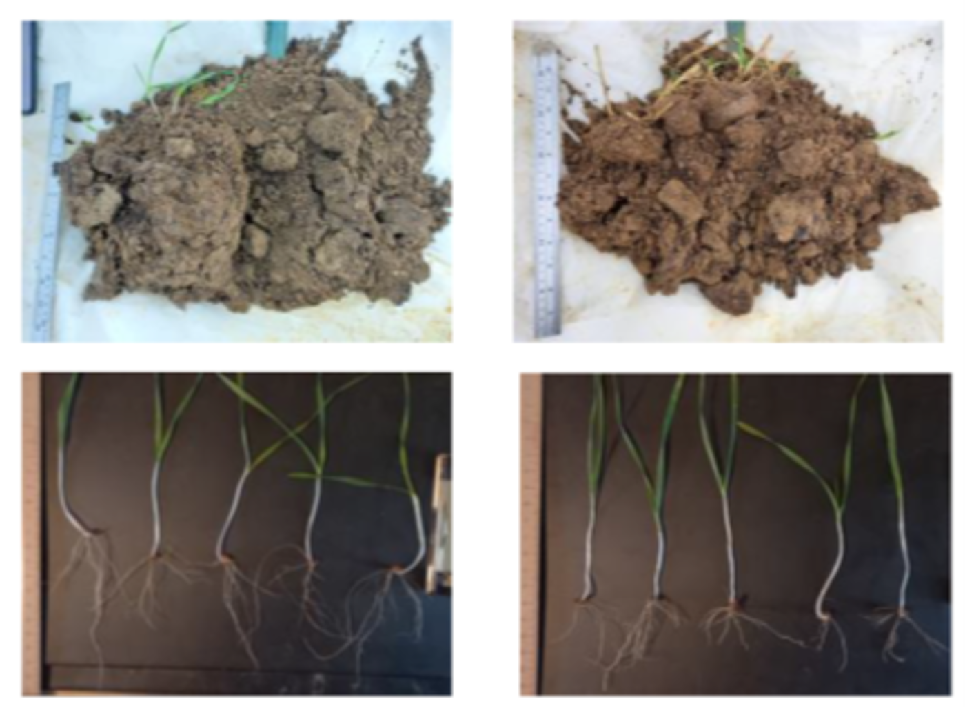 Regen V Conventional soil structure