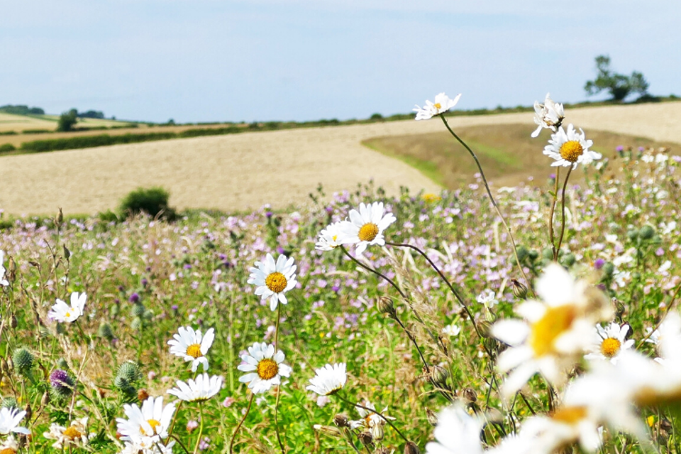 Enhancing Environment wildflowers