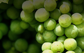 Agrii grape vine