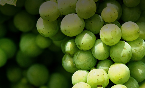 Agrii grape vine