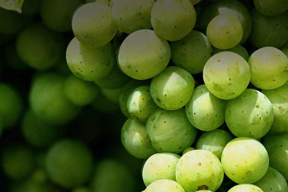 Agrii grape vine
