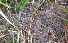 Farmer Network Pembrokeshire Physiocrop